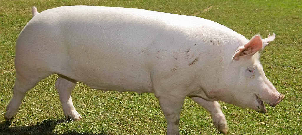 One of the quality pigs produced by CEFN Pty Ltd. One of the quality pigs produced by CEFN Pty Ltd.